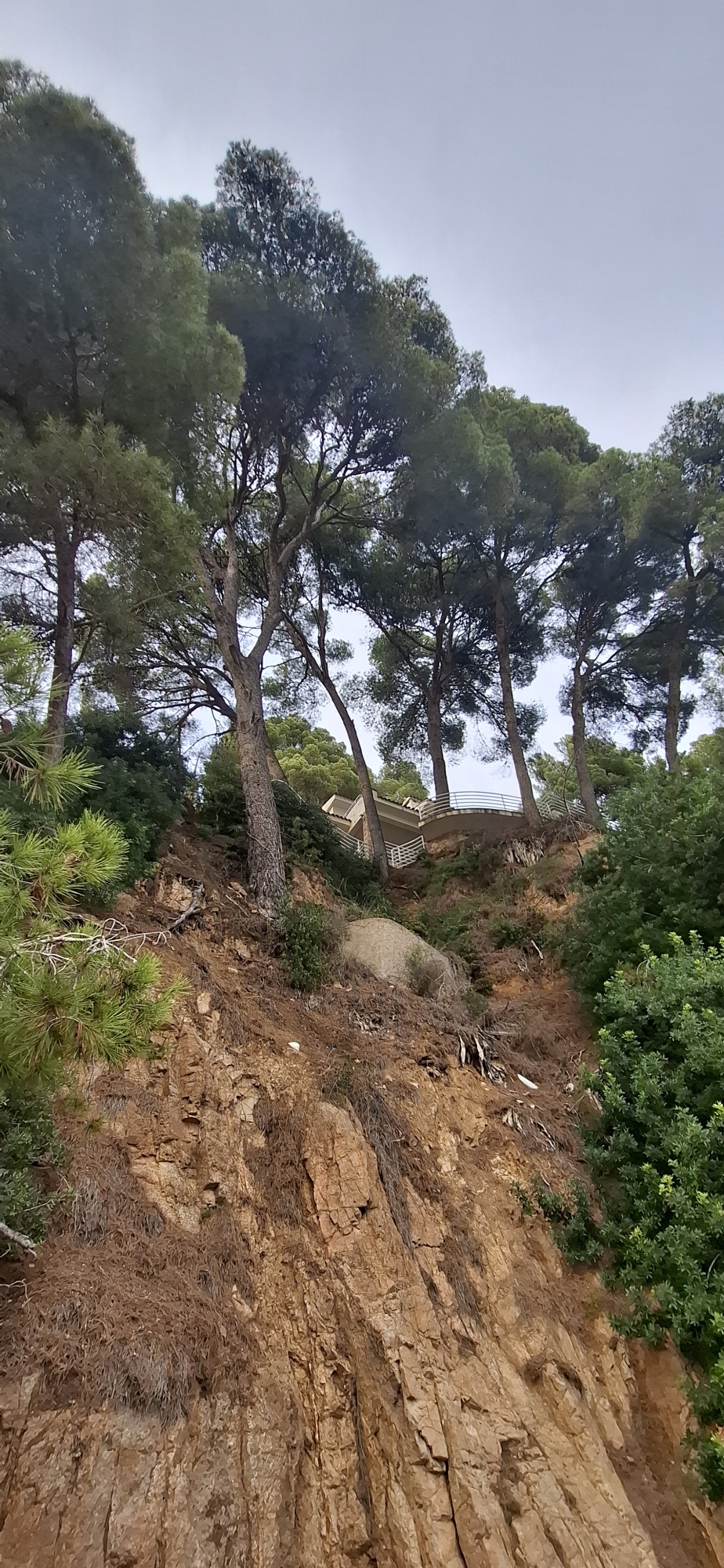 Spéciale dédicace aux fanatiques de l'abattage d'arbres !