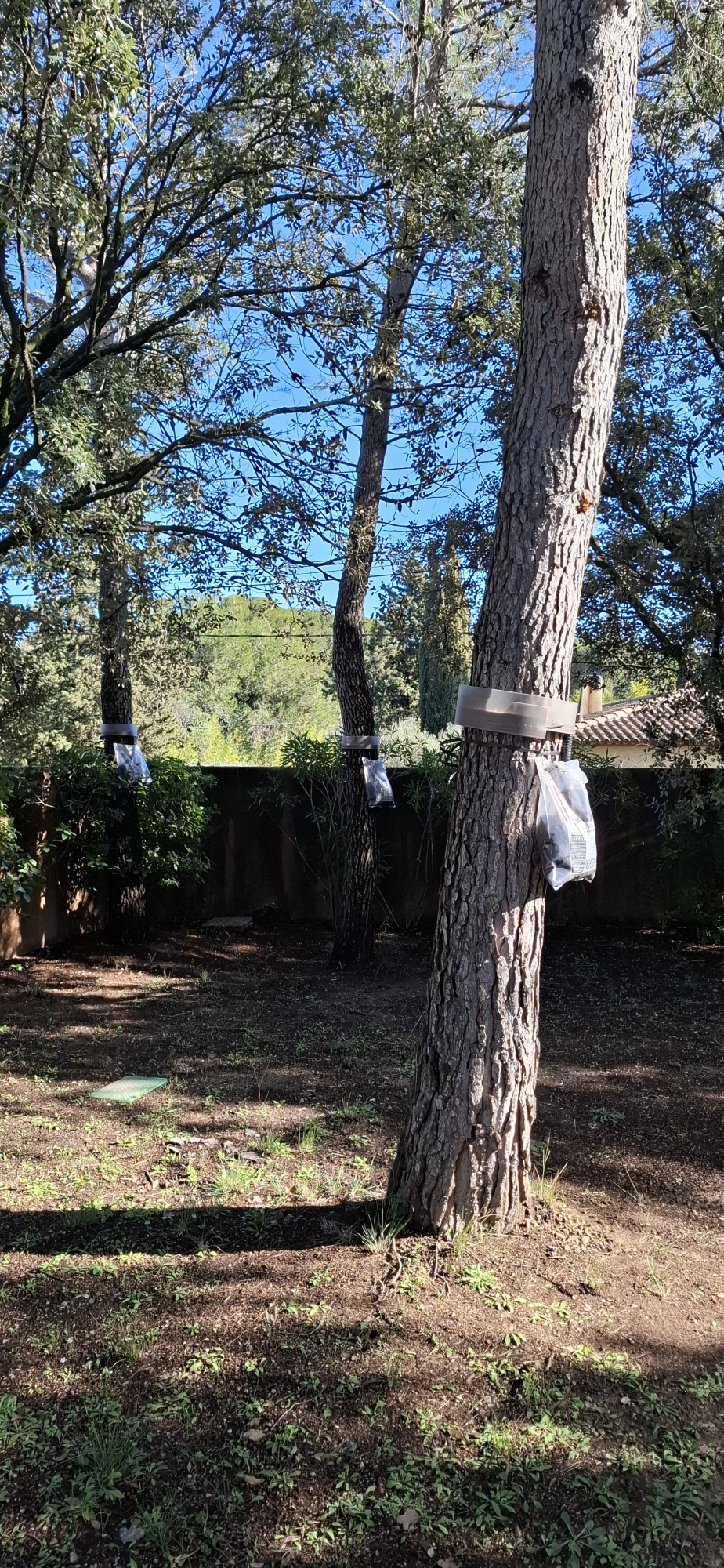 ! Protégez-vous des Chenilles processionnaires du Pin dont la descente est proche !